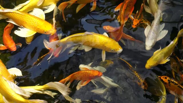 Colorful Koi fish,carp fish,kohaku or Japanese Koi Kohaku Fish swimming in pool. The surface ripples while the carp fish swim in the pond. It golden red orange and yellow of body koi fish.
