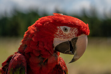 Fototapeta premium Red parrot in green vegetation. Scarlet Macaw, Ara macao, in dark green tropical forest, Costa Rica, Wildlife scene from nature. Red bird in the forest.
