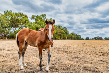 Fototapeta na wymiar Horses grazing in the meadow at country WA Perth