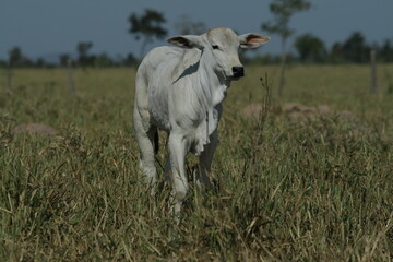 BOVINOCULTURA, BOI, NELORE, GADO, CORTE, REBANHO, PECUÁRIA