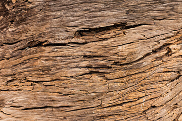 Old wood background. Abstract wooden texture close up. 