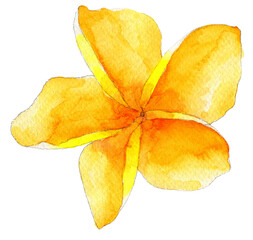 White-yellow plumeria. Watercolor hand painted illustration, isolated on white background.