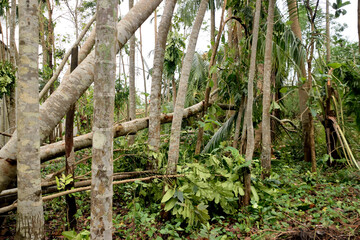 cyclone amphan disaster rampage