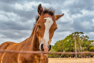 Horses grazing in the meadow at country WA Perth