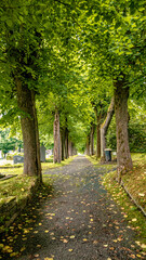 Feld Blume Wiese Wald