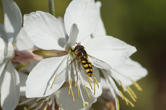Male hoverfly, Lunuled Aphideater, Eupeodes luniger, family Syrphidae on a flower of white Gaura (Gaura lindheimer), family Onagraceae. June, in a Dutch garden.  