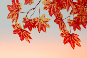 Blurred background. Red maple leaf as an autumn symbol as a seasonal . Maple leaves in the white background. copy space.