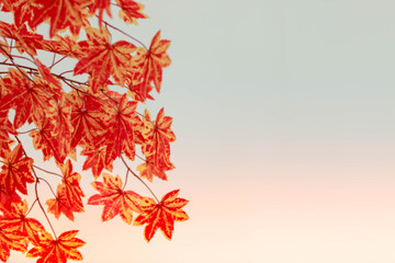 Blurred background. Red maple leaf as an autumn symbol as a seasonal . Maple leaves in the white background. copy space.