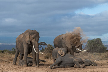 Fototapeta na wymiar Animal Spa Time!! This image of Elephants dust bathing is taken at Amboseli National Park in Kenya.
