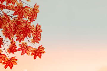 Blurred background. Red maple leaf as an autumn symbol as a seasonal . Maple leaves in the white background. copy space.