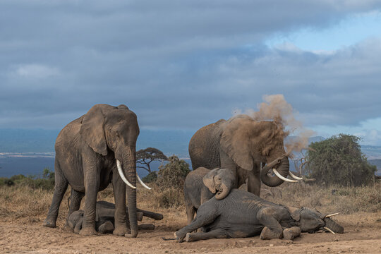 Animal Spa Time!! This image of Elephants dust bathing is taken at Amboseli National Park in Kenya.