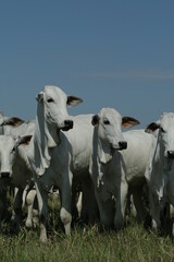 BOVINOCULTURA, BOI, NELORE, GADO, CORTE, REBANHO, PECU&Aacute;RIA