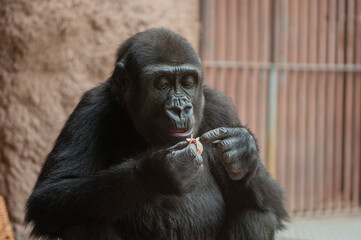 The sitting gorilla calmly eats and watches its surroundings