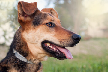 close up of a dog's face with a black beautiful nose. shining golden eyes. looking far. outdoor.Animal head close up shot.