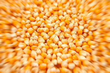 ポップコーンの種