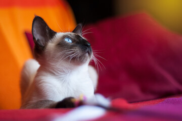 beautiful Siamese cat puppy lying on a sofa with red cushions