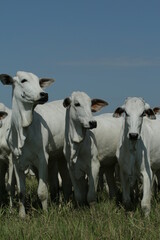 BOVINOCULTURA, BOI, NELORE, GADO, CORTE, REBANHO, PECU&Aacute;RIA