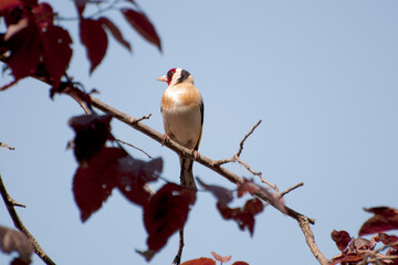 beautiful goldfinch resting on a tree branch in the garden of a country house. The beauty of nature. Free animals