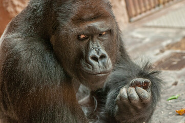 The sitting gorilla calmly eats and watches its surroundings