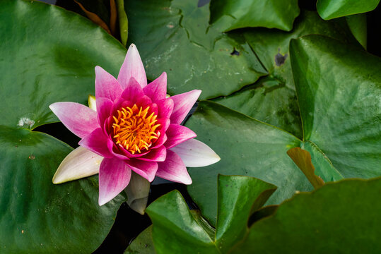 Close-up of a beautiful water lily