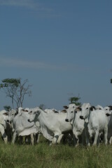 BOVINOCULTURA, BOI, NELORE, GADO, CORTE, REBANHO, PECU&Aacute;RIA