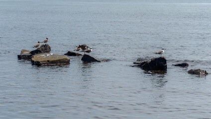 Fototapeta premium Seagulls sitting on the rocks. Selective focus. Shallow depth of field.