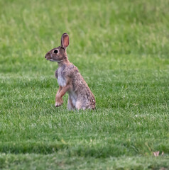 Close up of wild rabbit standing on hind legs n the green grass.