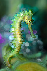 Seahorse (Hippocampus histrix). Underwater macro photography from Aniilao, Philippines