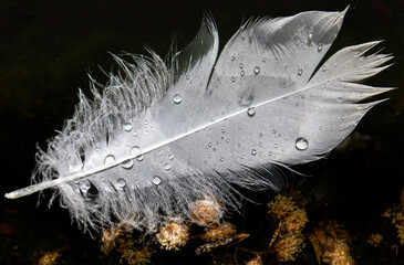 Wispy white swan feather with water droplets macro isolated on black 