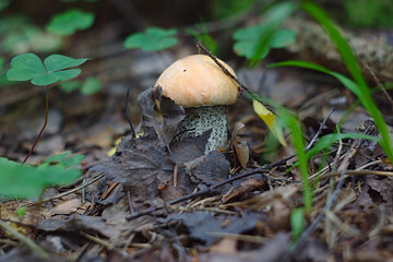 small aspen mushroom out of the ground