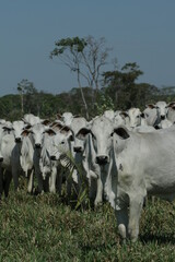 BOVINOCULTURA, BOI, NELORE, GADO, CORTE, REBANHO, PECU&Aacute;RIA