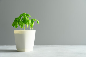 Fresh green basil grows in a white pot. Light gray background. Eco food and home garden concept. Copy space.