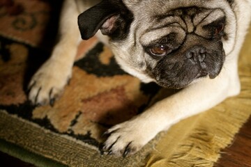 Close up of cute wrinkled face of pug dog lying and resting on a rug.