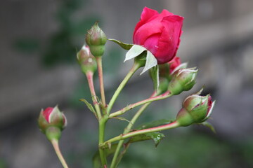 Pączki róży