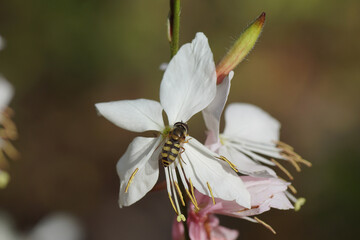 Female hoverfly, Migrant Aphideater, Eupeodes corollae, family Syrphidae on a flower of white Gaura (Gaura lindheimer), family Onagraceae. July, in a Dutch garden. 