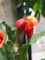 Zantedeschia | Magnificient Calla lily 'Mango' or arum lily Mango with reddish-orange spathe 