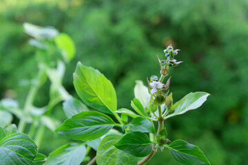 Obraz premium Closeup Pastel Purple Flower of Thai Basil Plant with Blurry Green Garden in Background