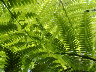 シダの葉の裏側