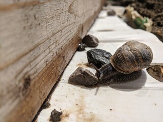 Snail