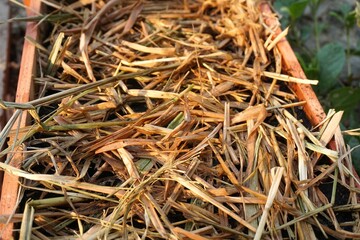 dry straw on plant pot