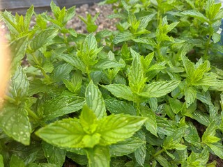 Mint Leaves