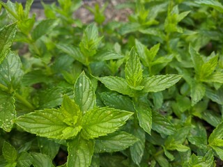 Mint Leaves