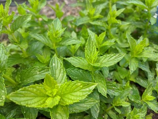 Mint Leaves