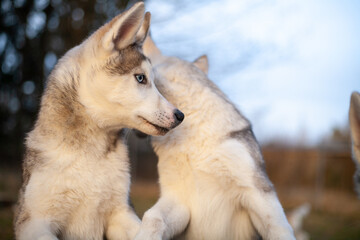 grau weißer siberian husky mit blauen augen in der wintersonne