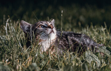 Look up. Little kitten with a striped color that lies in the grass.