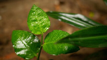 The leaves start out solid green, in clusters of three per stem .