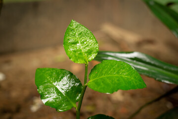 The leaves start out solid green, in clusters of three per stem .