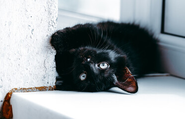 The black kitten lies on the windowsill up ready and looks at the camera.