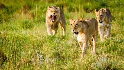 Löwen im Nationalpark
