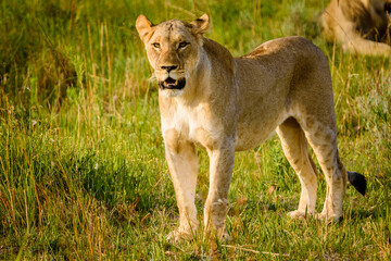 Obraz premium Löwen im Nationalpark 